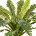 Fern Asplenium Plant Green 66cmw x 42cmh