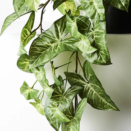 Syngonium Hanging Bush in Pot Green 72cml x 36cmh