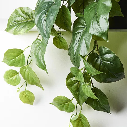 Philodendron Hanging Bush in Pot Green 72cml x 36cmh