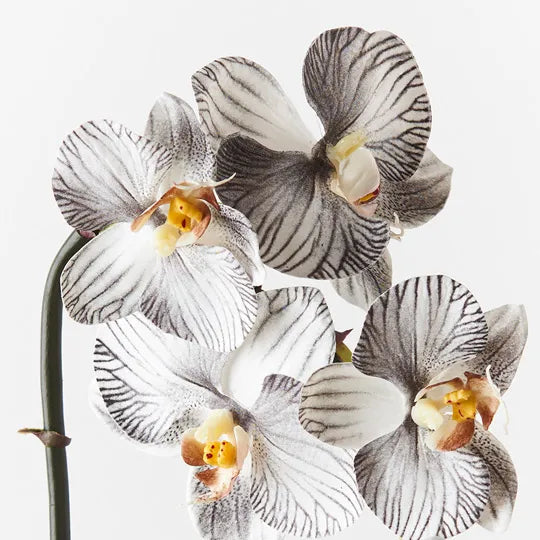 Orchid Phalaenopsis Infused Mini Black White 51cml