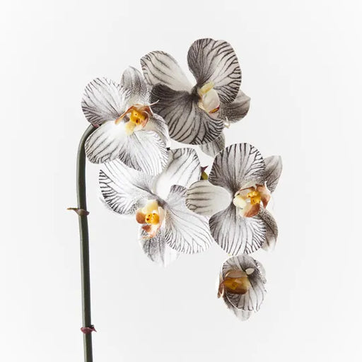 Orchid Phalaenopsis Infused Mini Black White 51cml