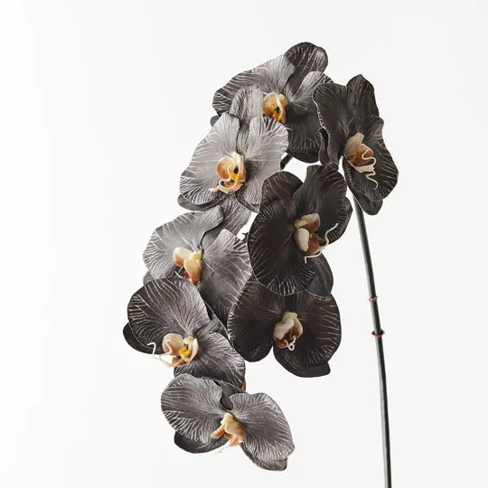 Orchid Phalaenopsis Infused x8 Black White 96cml