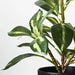 Dieffenbachia in Pot Green 26cmh