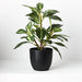 Dieffenbachia in Pot Green 26cmh