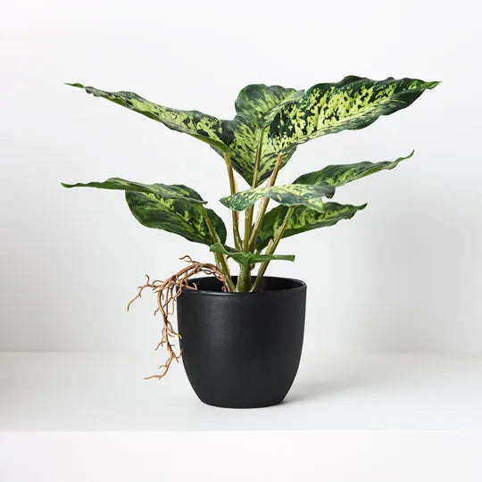 Dieffenbachia in Pot Variegated 25cmh