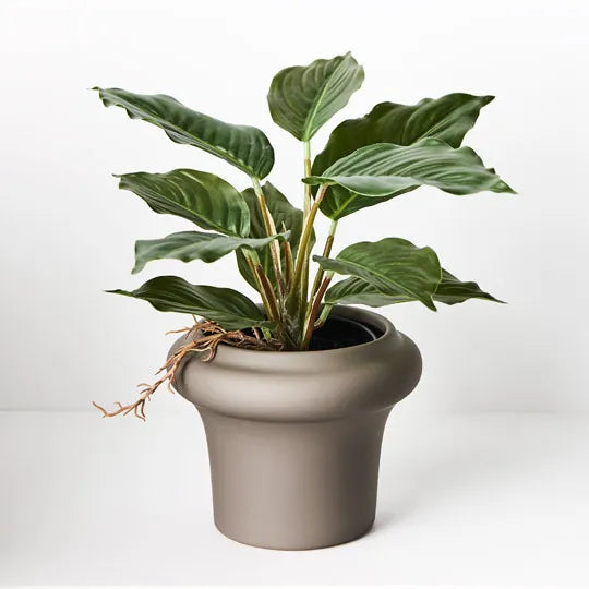 Spathiphyllum in Pot Green 25cmh