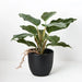 Spathiphyllum in Pot Green 25cmh