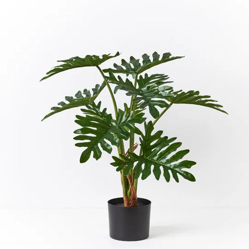 Philodendron Selloum Plant Green 75cmh