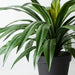 Yucca Plant Green 55cmh x 80cmd