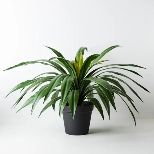 Yucca Plant Green 55cmh x 80cmd