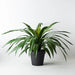 Yucca Plant Green 55cmh x 80cmd