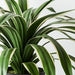 Yucca Plant Variegated 55cmh x 80cmd