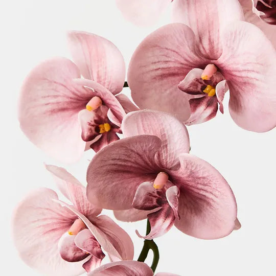 Orchid Phalaenopsis Spray Dusty Pink 92cml