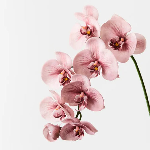 Orchid Phalaenopsis Spray Dusty Pink 92cml