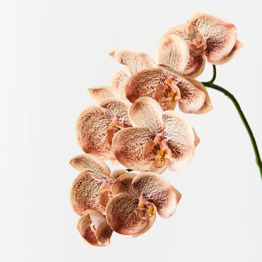 Orchid Phalaenopsis Spray Toffee 92cml