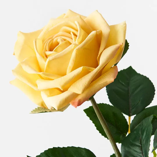 Rose Clara Yellow 60cml