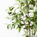 Eucalyptus Tree Grey Green 200cmh