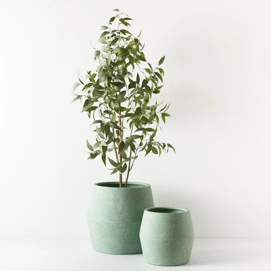 Eucalyptus Tree Grey Green 200cmh