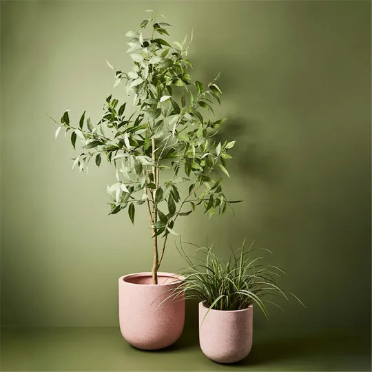 Eucalyptus Tree Grey Green 200cmh