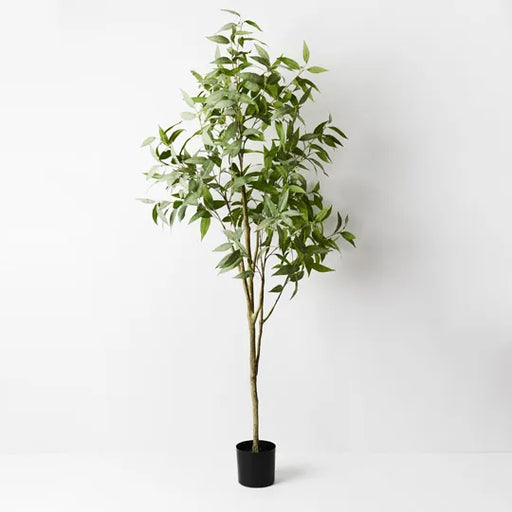 Eucalyptus Tree Grey Green 200cmh