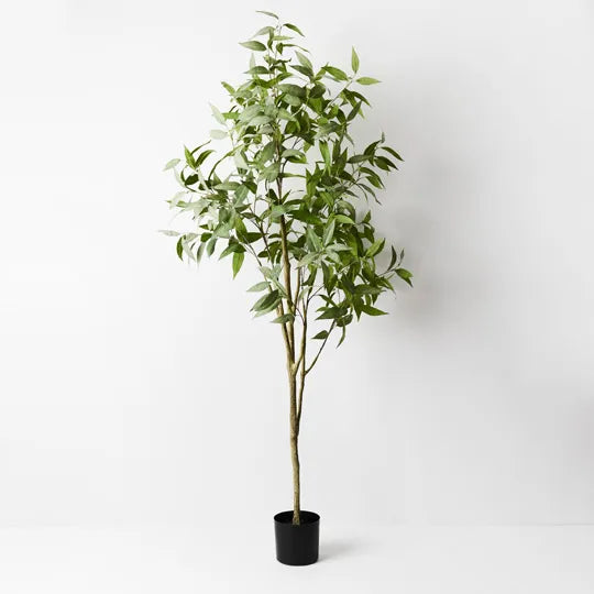 Eucalyptus Tree Grey Green 200cmh