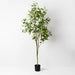 Eucalyptus Tree Grey Green 200cmh