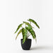 Alocasia Plant Dark Green 27cmh