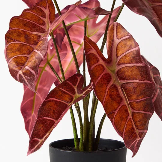 Alocasia Plant Burgundy 43cmh