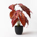 Alocasia Plant Burgundy 43cmh