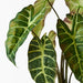 Alocasia Plant Dark Green 43cmh