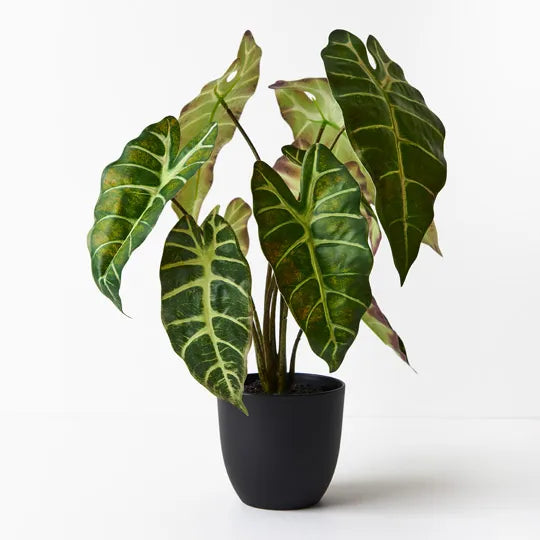 Alocasia Plant Dark Green 43cmh