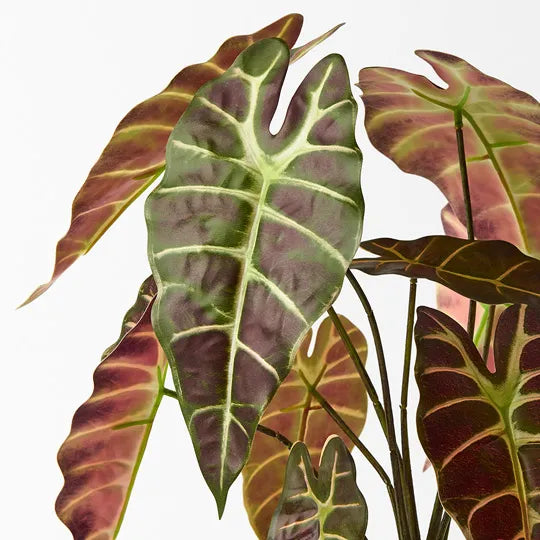 Alocasia Plant Green Burgundy 43cmh