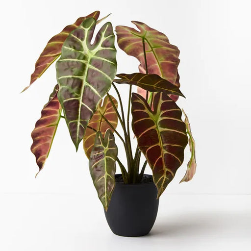 Alocasia Plant Green Burgundy 43cmh