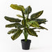 Calathea Plant Green 88cmh