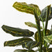 Calathea Plant Green 88cmh