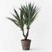 Agave Sisalana Plant Green 51cmh