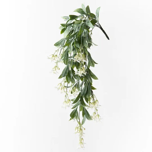 Stephanotis Hanging Bush White 74cml