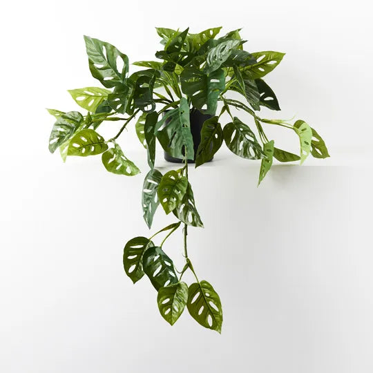 Monstera Adansonii Hanging Bush in Pot Green 76cml