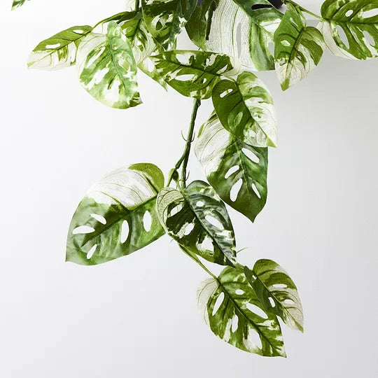 Monstera Adansonii Hanging Bush in Pot Green White 76cml