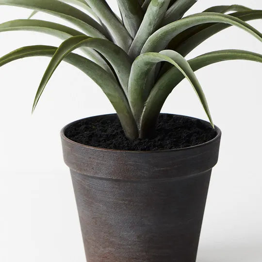 Tillandsia in Pot Green Grey 36cmh x 36cmd