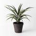 Tillandsia in Pot Green Grey 36cmh x 36cmd