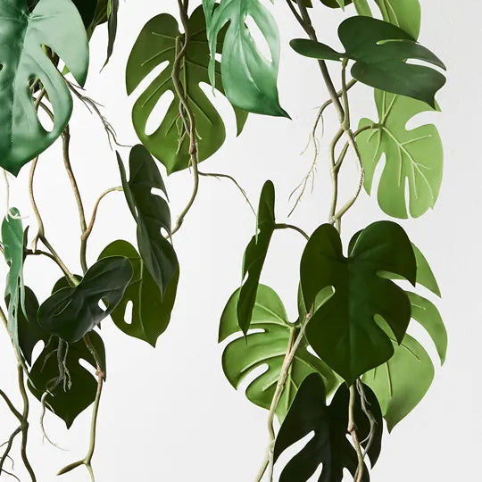 Monstera Hanging Pot Green 105cml