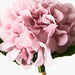 Hydrangea Bouquet Dusty Pink 25cml