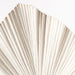 Palm Fan Ivory 64cml