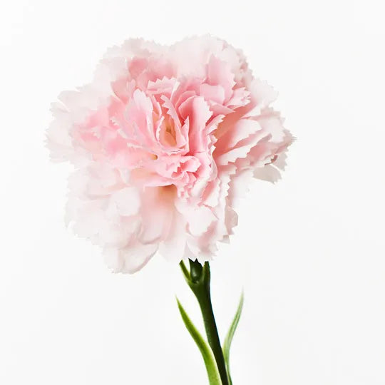 Carnation Light Pink 47cml