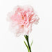 Carnation Light Pink 47cml