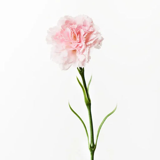 Carnation Light Pink 47cml