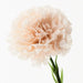 Carnation Soft Pink 47cml