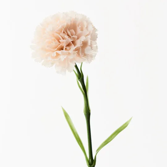 Carnation Soft Pink 47cml