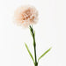 Carnation Soft Pink 47cml